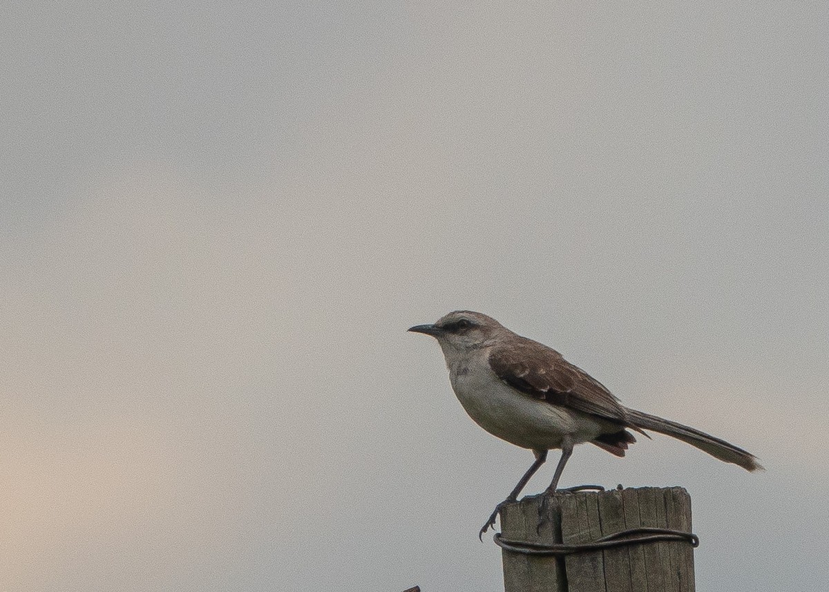 Tropical Mockingbird - ML628444245