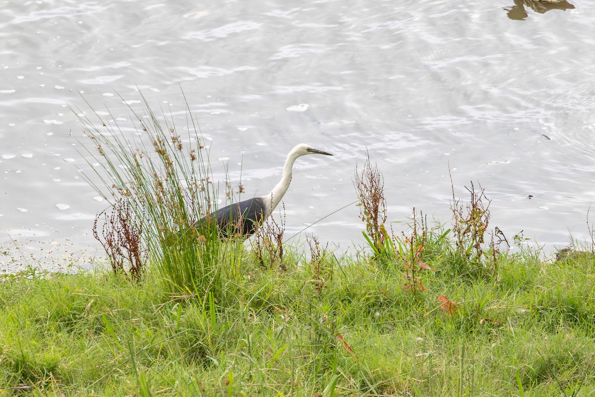 Pacific Heron - ML628444253