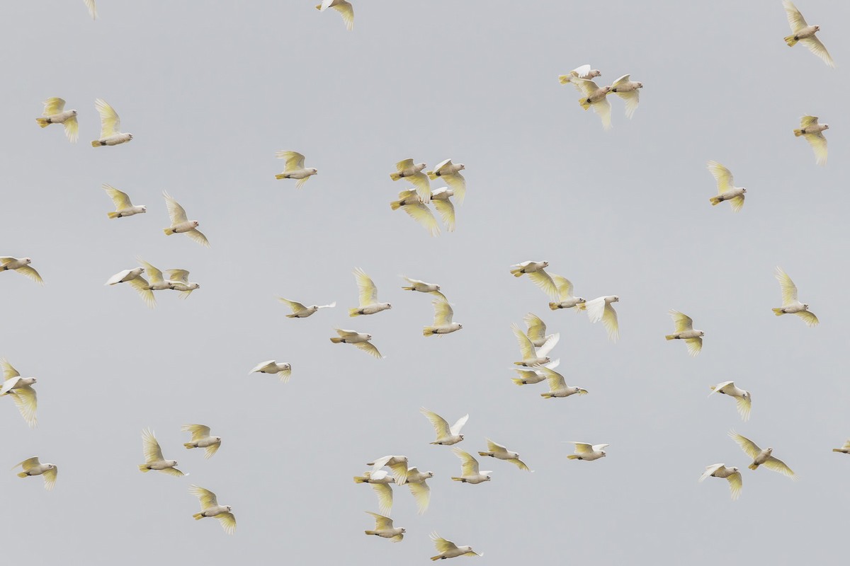 Little Corella - ML628444275