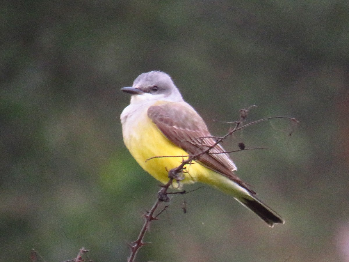 Western Kingbird - ML628444283