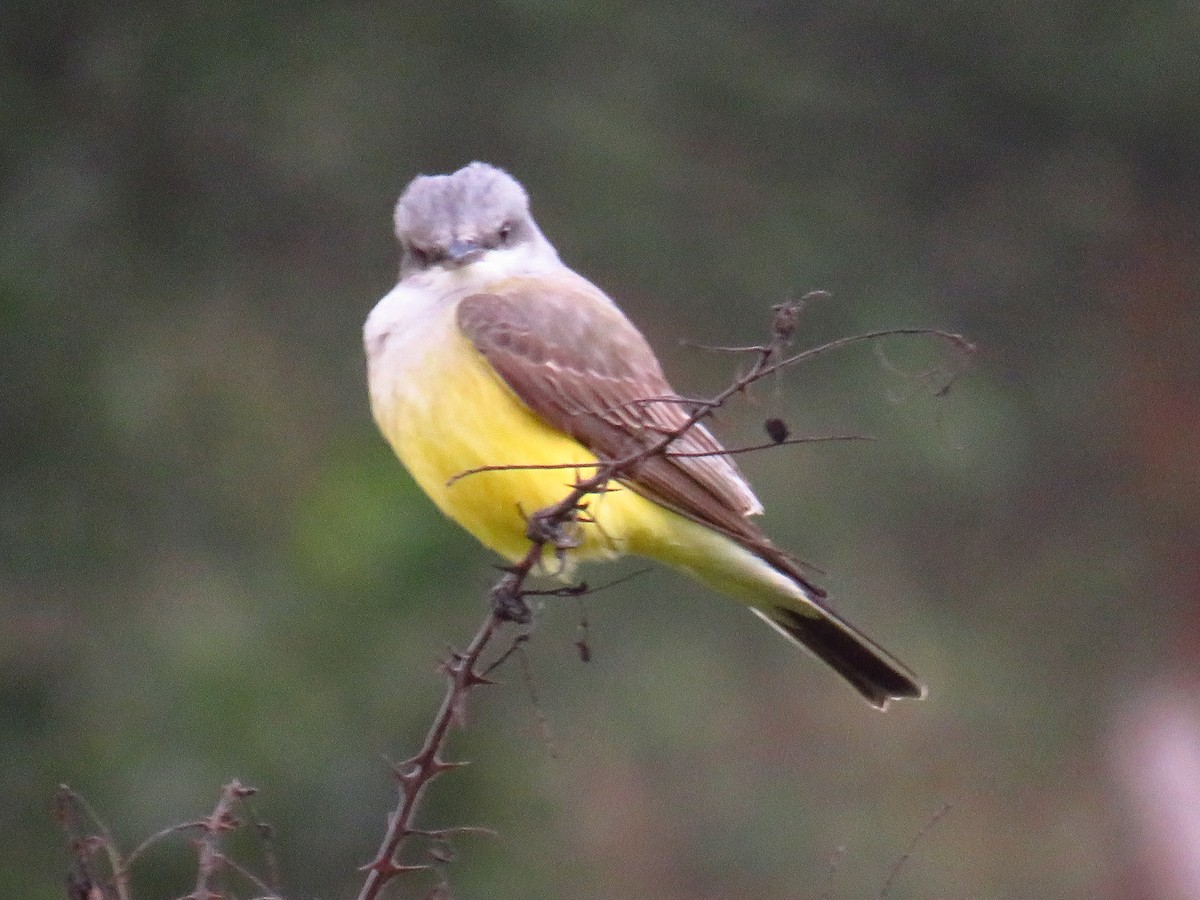 Western Kingbird - ML628444284