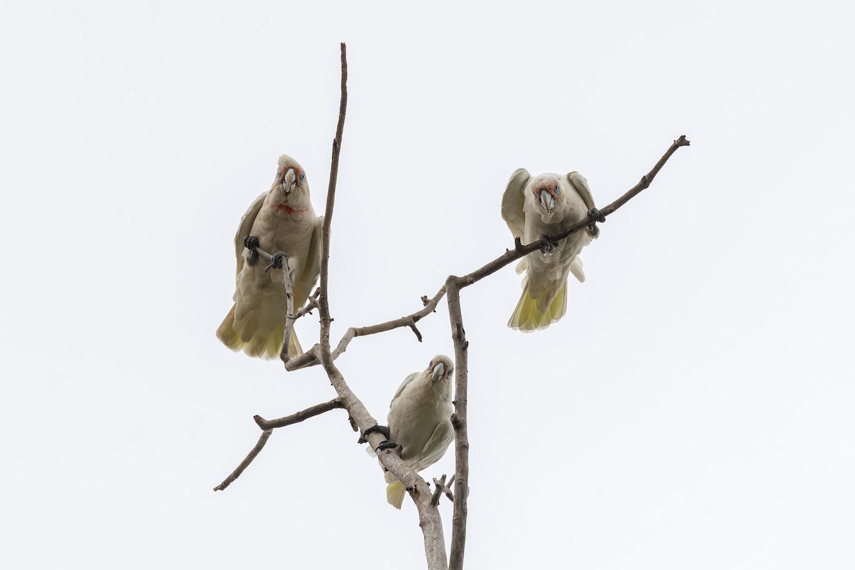 Long-billed Corella - ML628444294