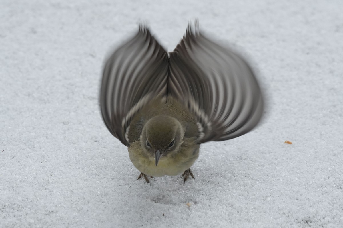 Pine Warbler - Brennan and Lucius McCullough