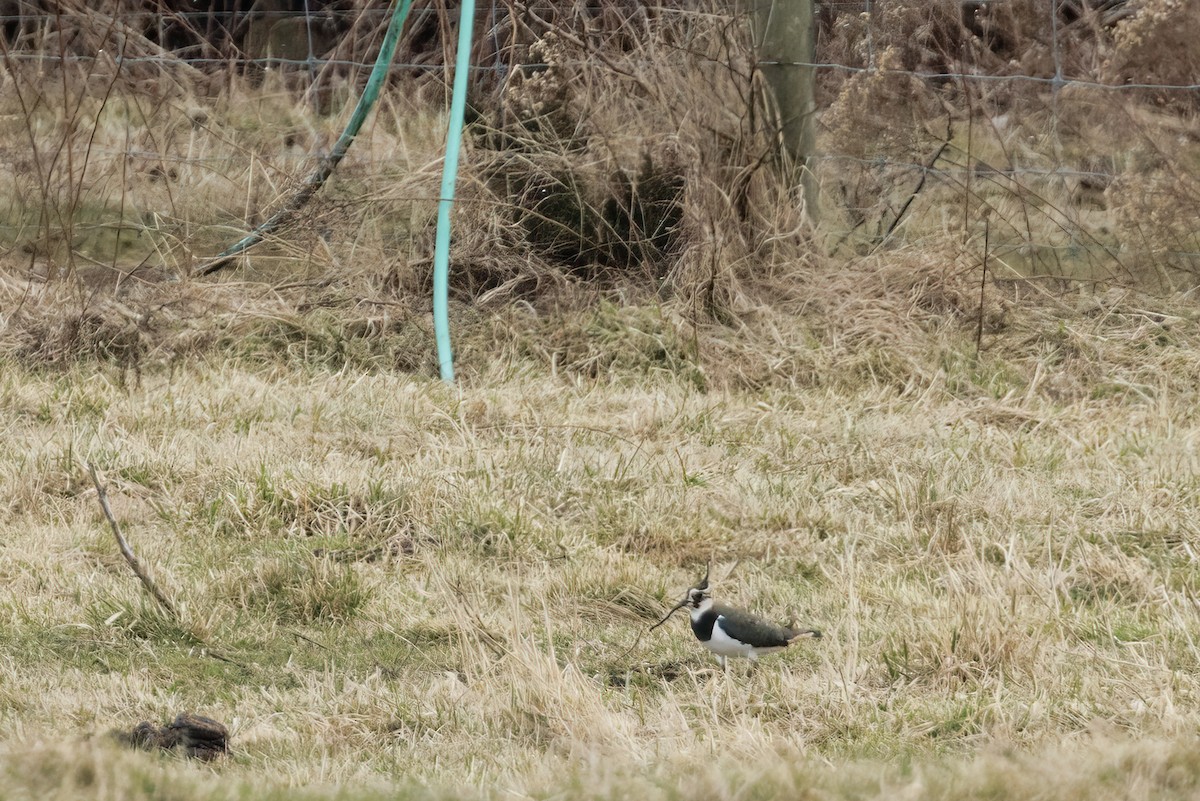 Northern Lapwing - ML628444438