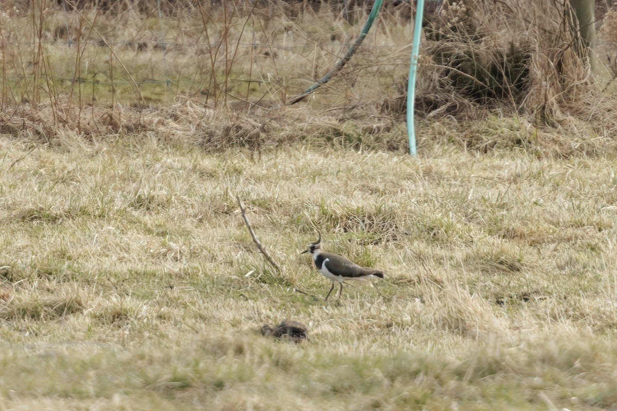 Northern Lapwing - ML628444439