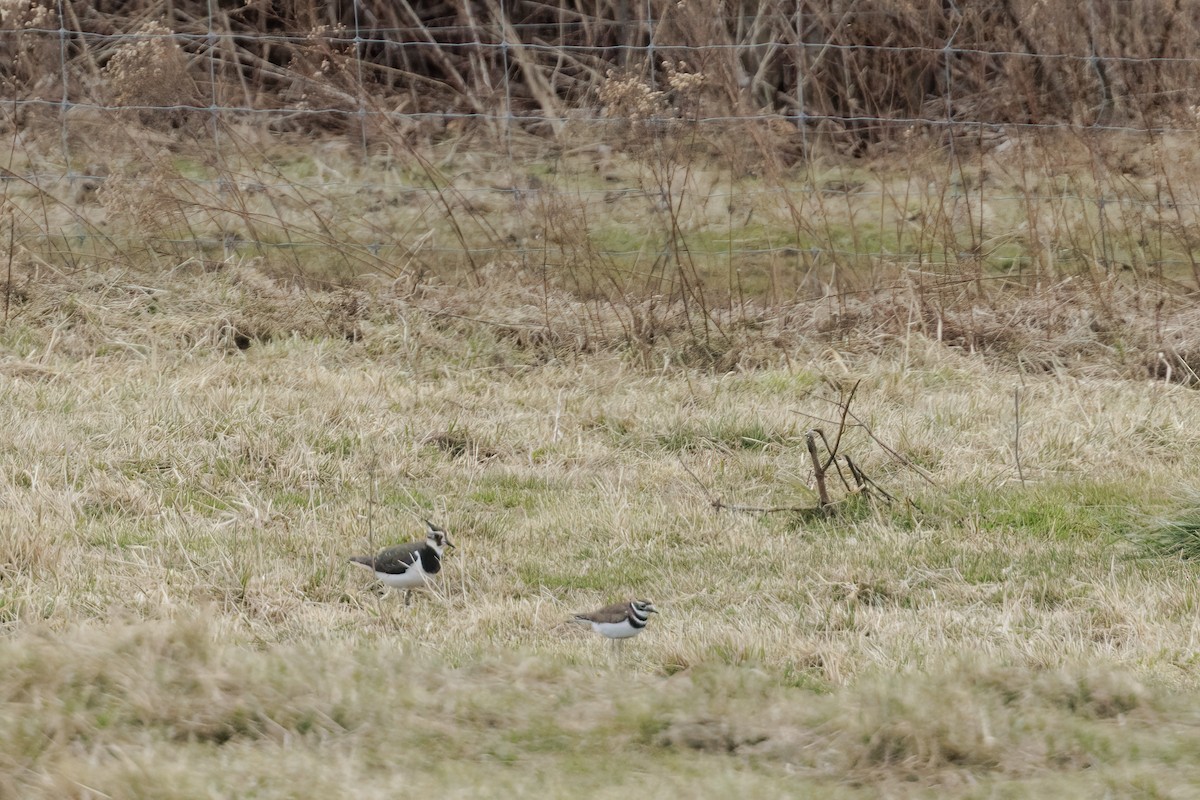 Northern Lapwing - ML628444440