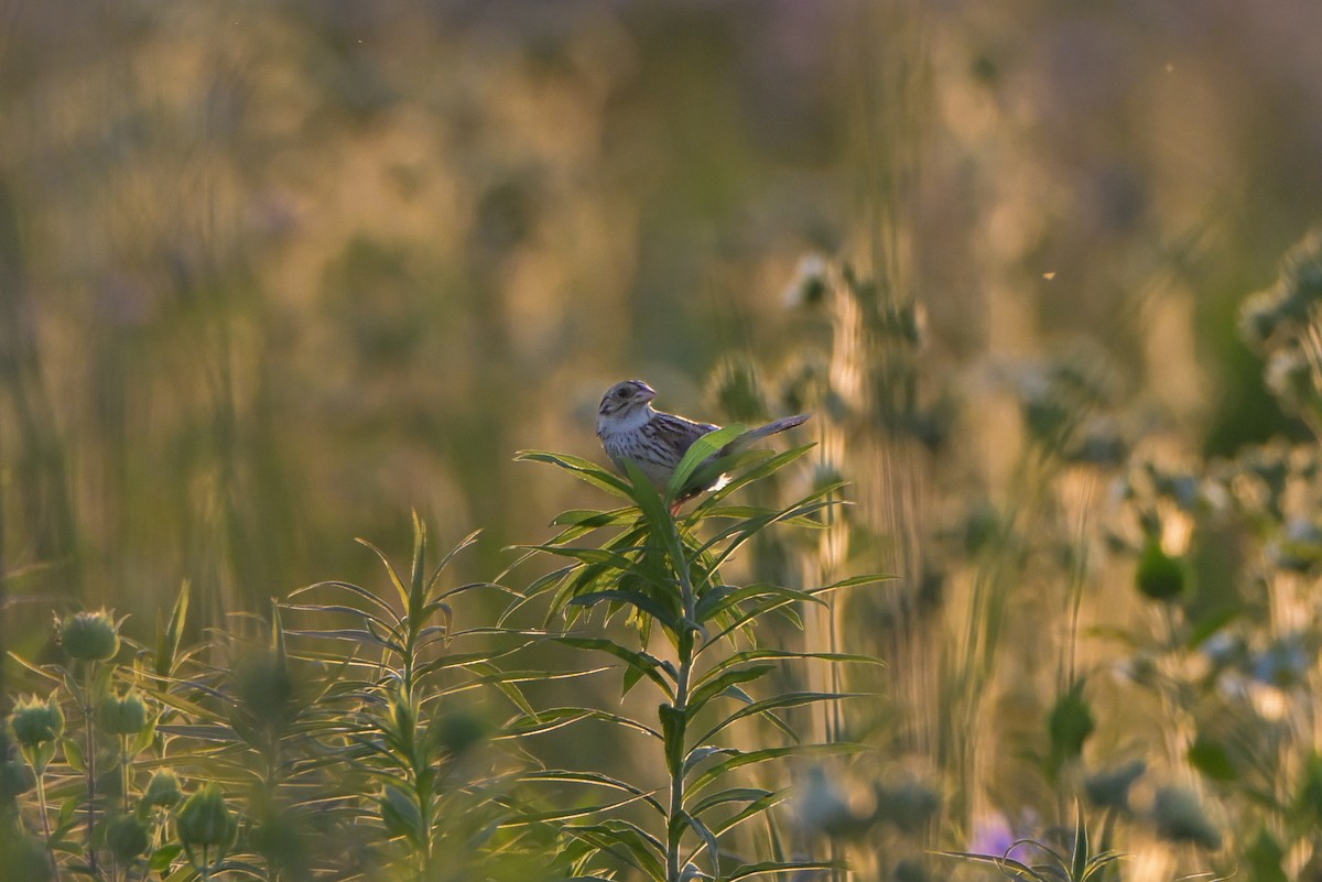 Henslow's Sparrow - ML628444560