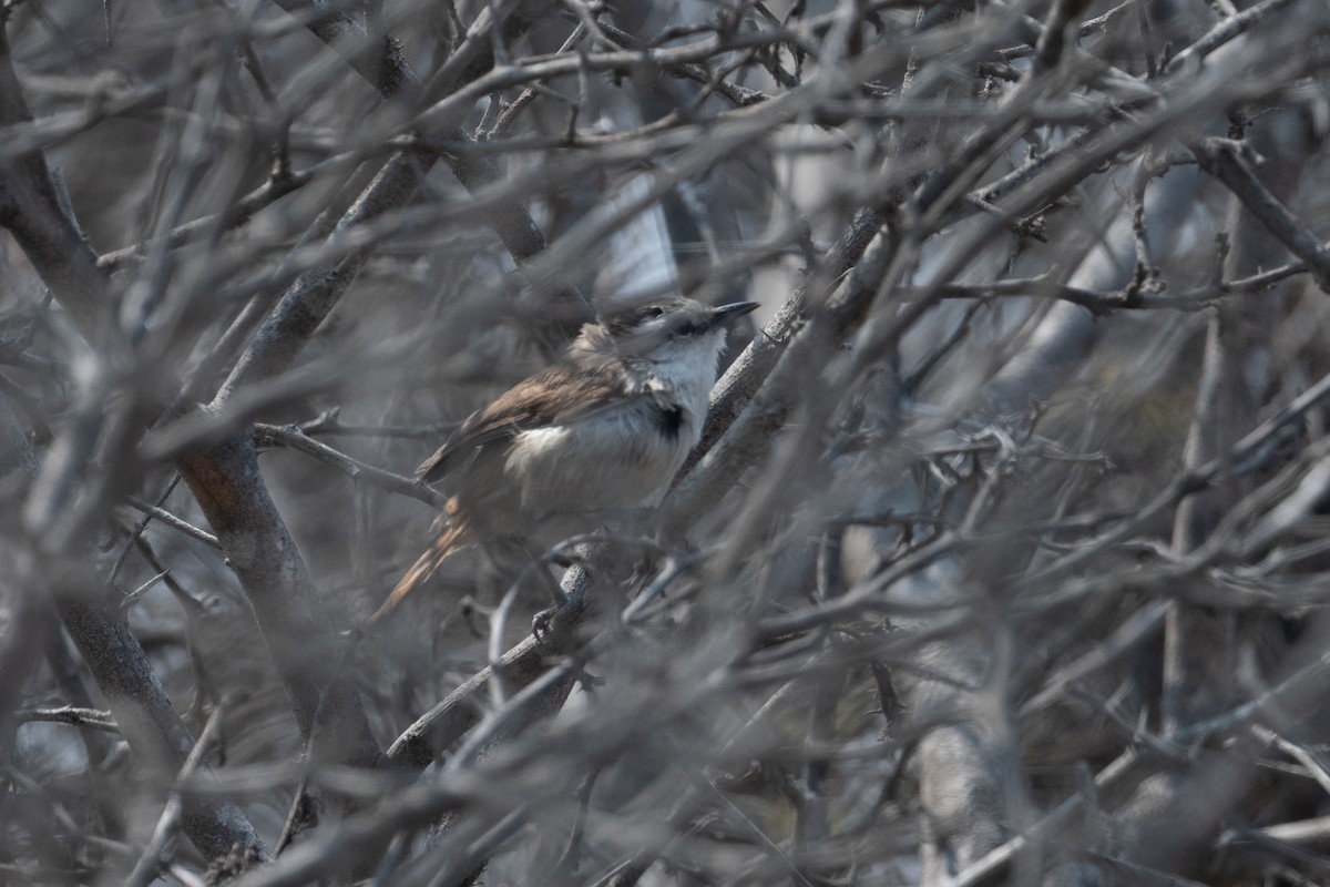 Necklaced Spinetail (La Libertad) - ML628444793