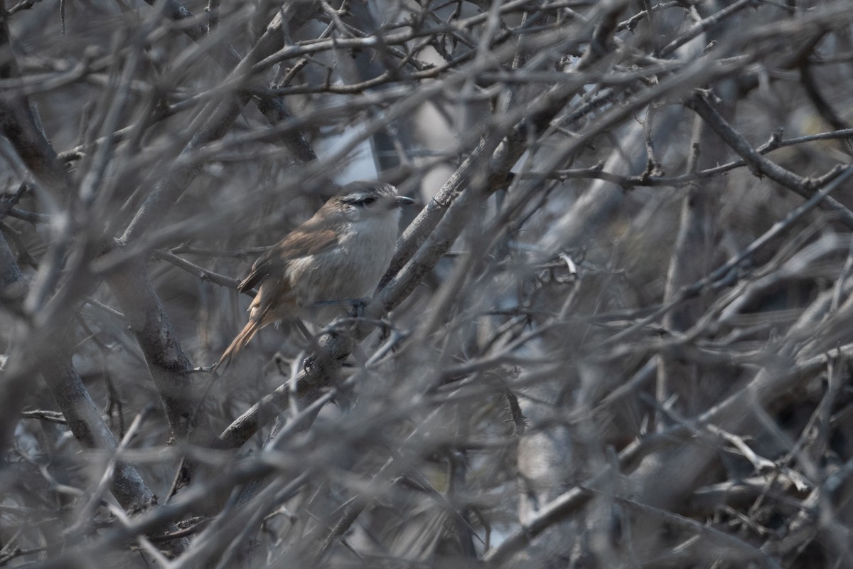 Necklaced Spinetail (La Libertad) - ML628444794