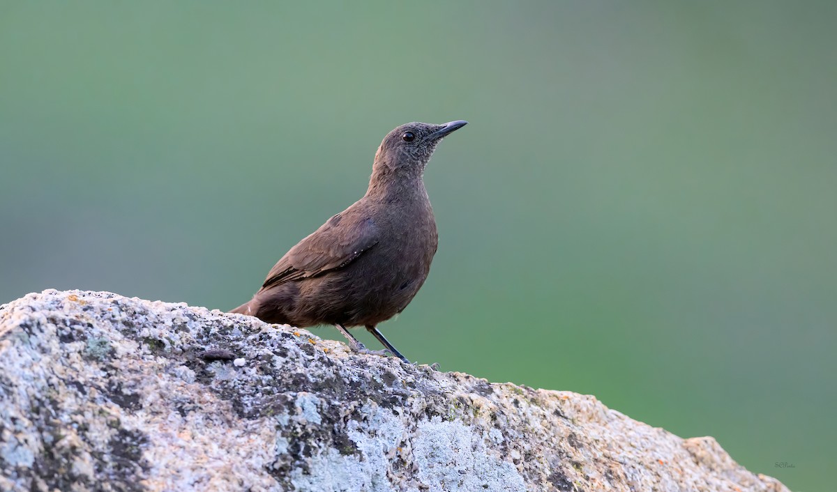 Boulder Chat - ML628444811