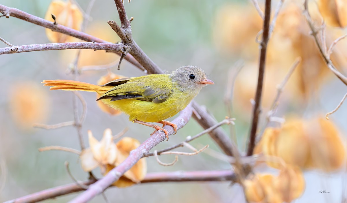 Livingstone's Flycatcher - ML628444858
