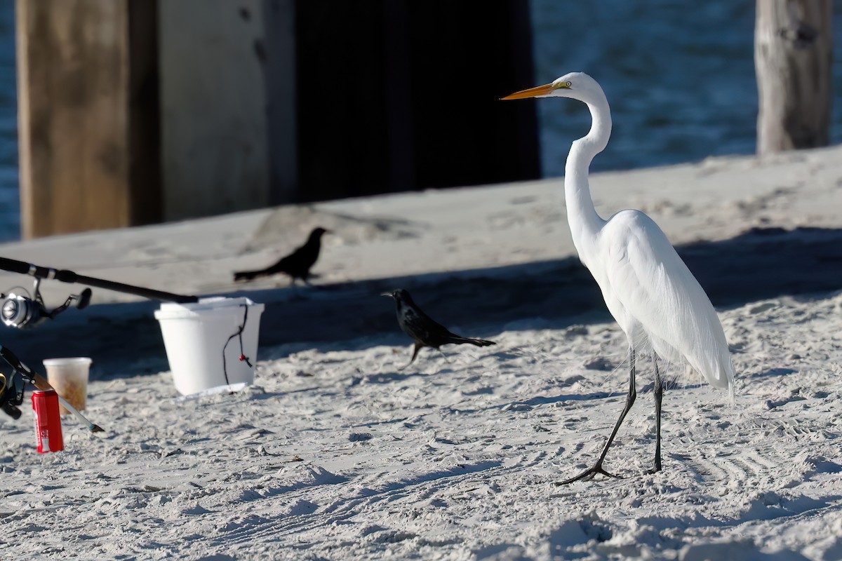 Great Egret - Gary Jarvis