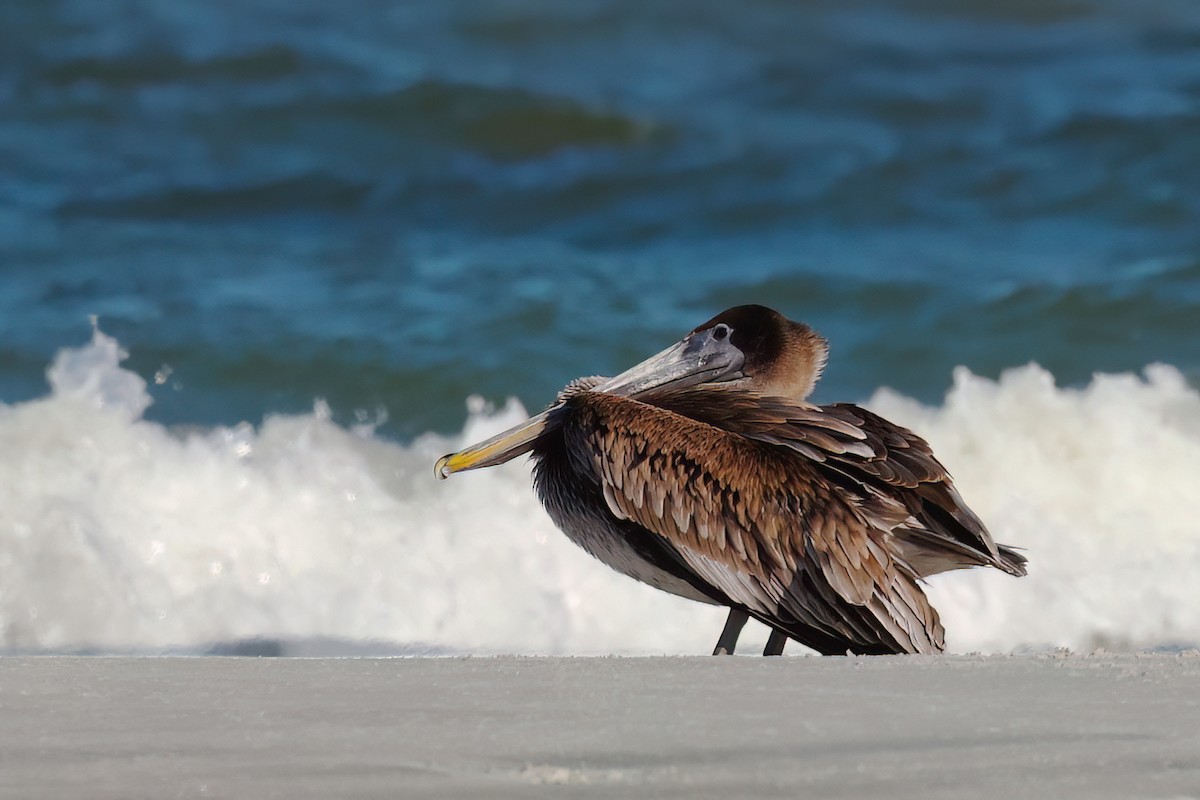 Brown Pelican - ML628444955