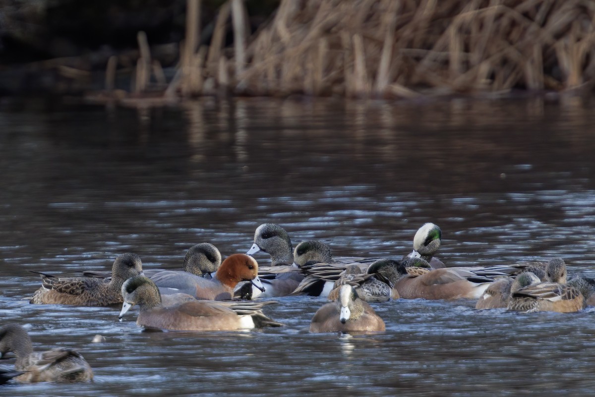 Eurasian Wigeon - ML628445021