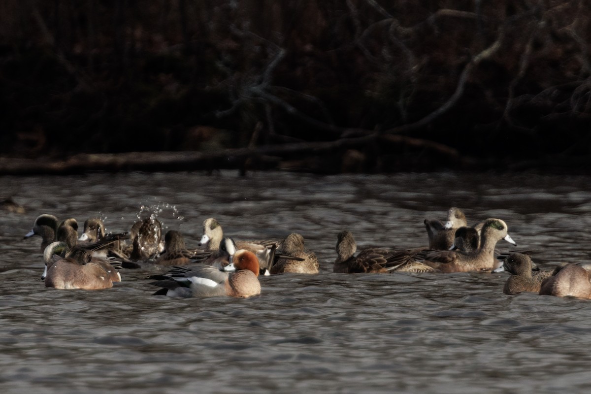 Eurasian Wigeon - ML628445022