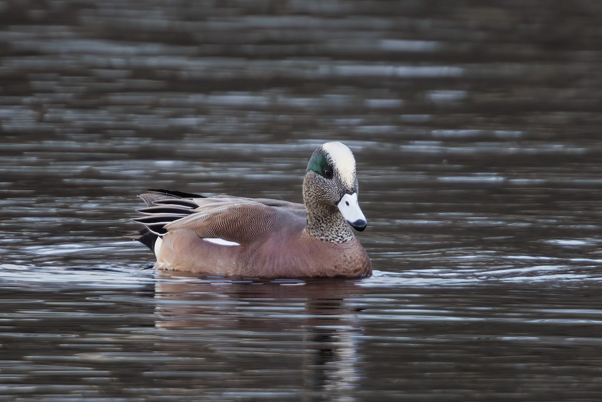 American Wigeon - ML628445031