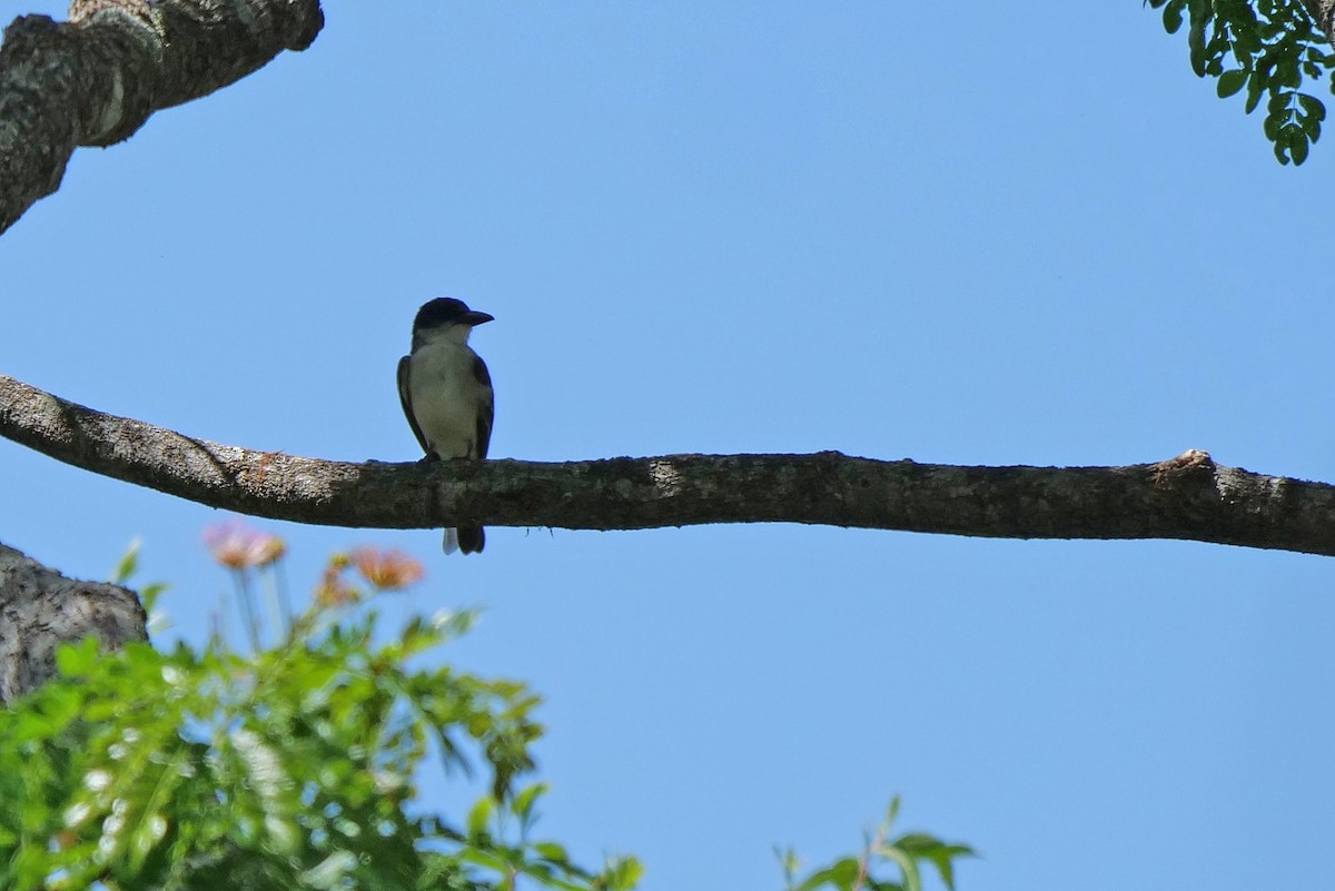 Giant Kingbird - ML628445034