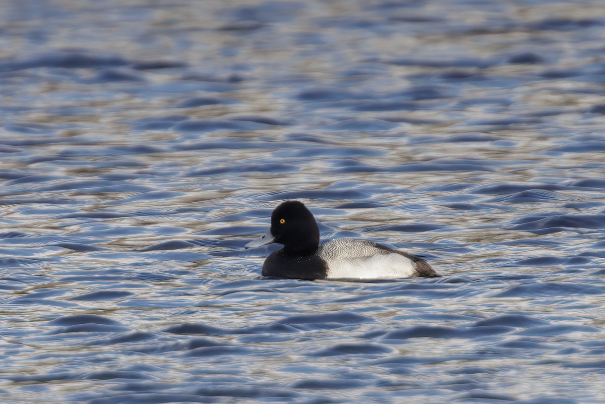 Lesser Scaup - ML628445046