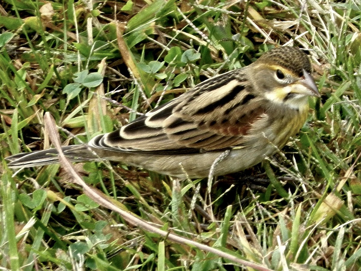 Dickcissel - ML628445059