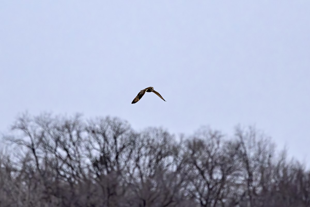 Short-eared Owl - ML628445150