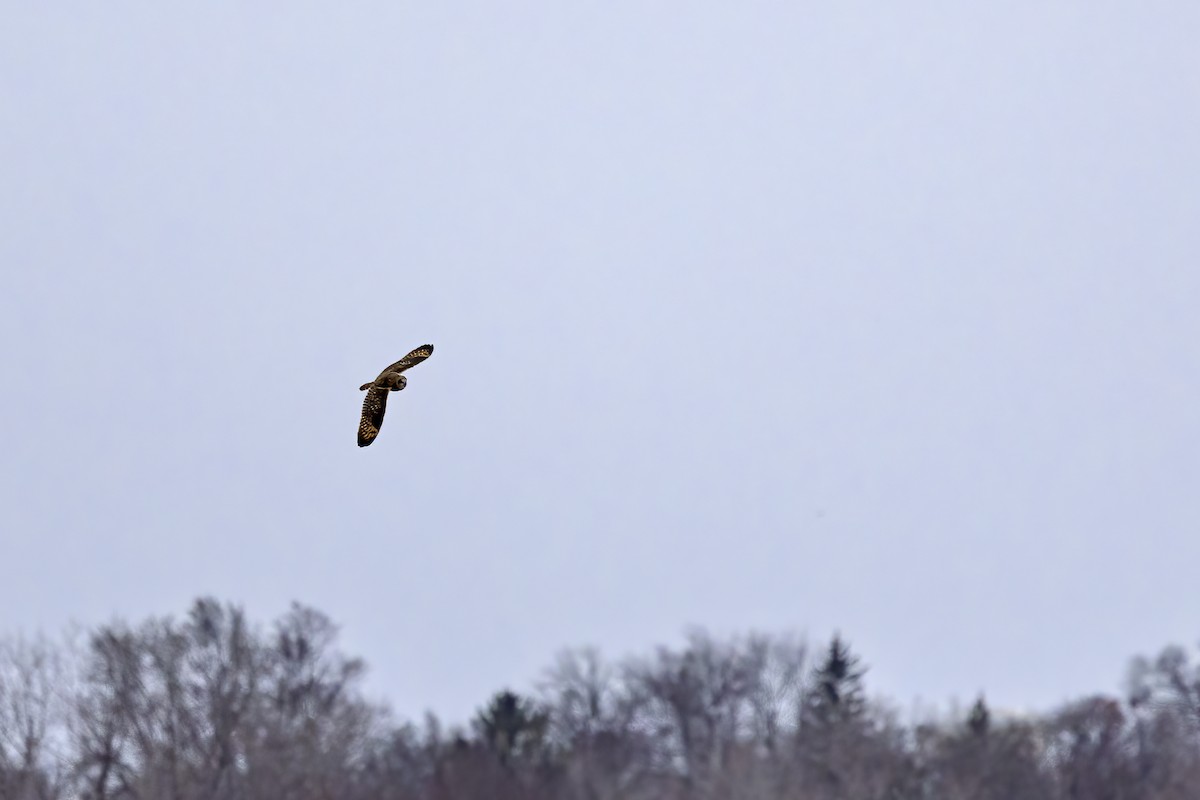 Short-eared Owl - ML628445151