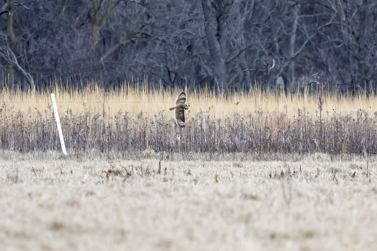 Short-eared Owl - ML628445152