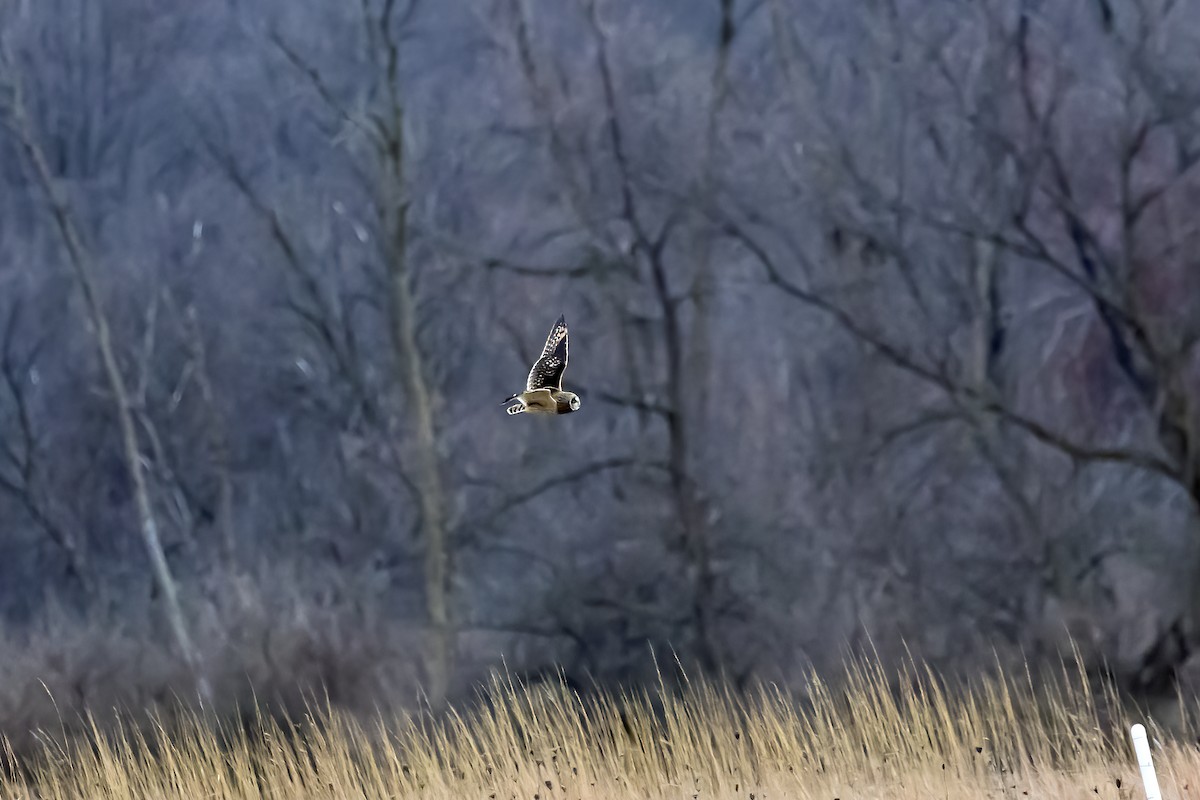 Short-eared Owl - ML628445153