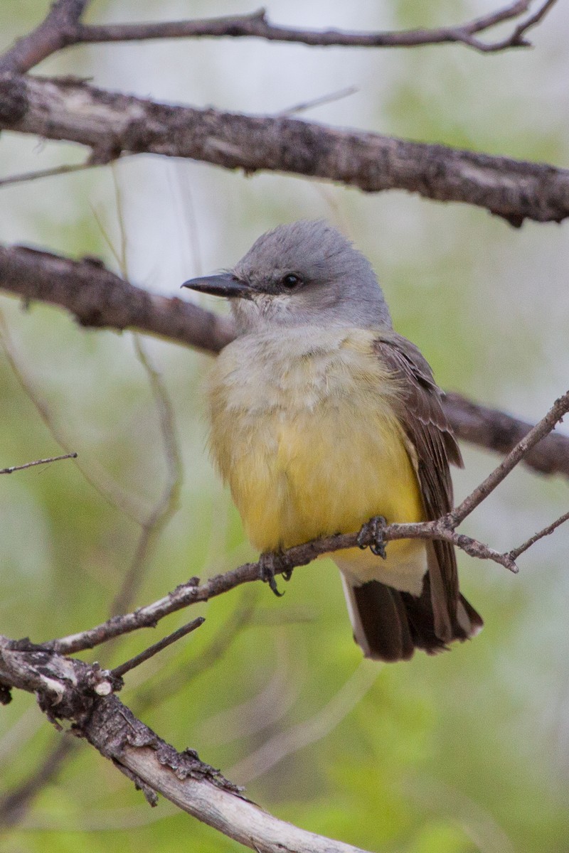 Western Kingbird - ML628445283