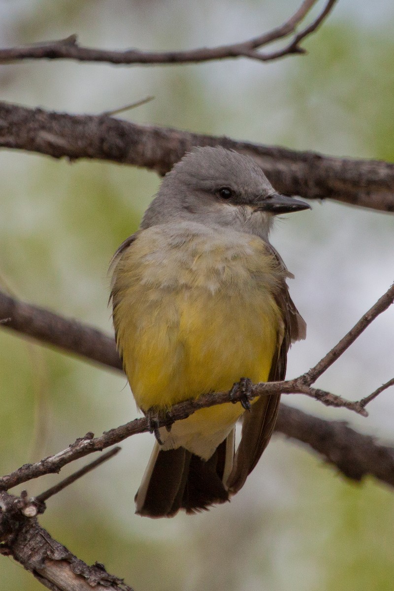 Western Kingbird - ML628445284