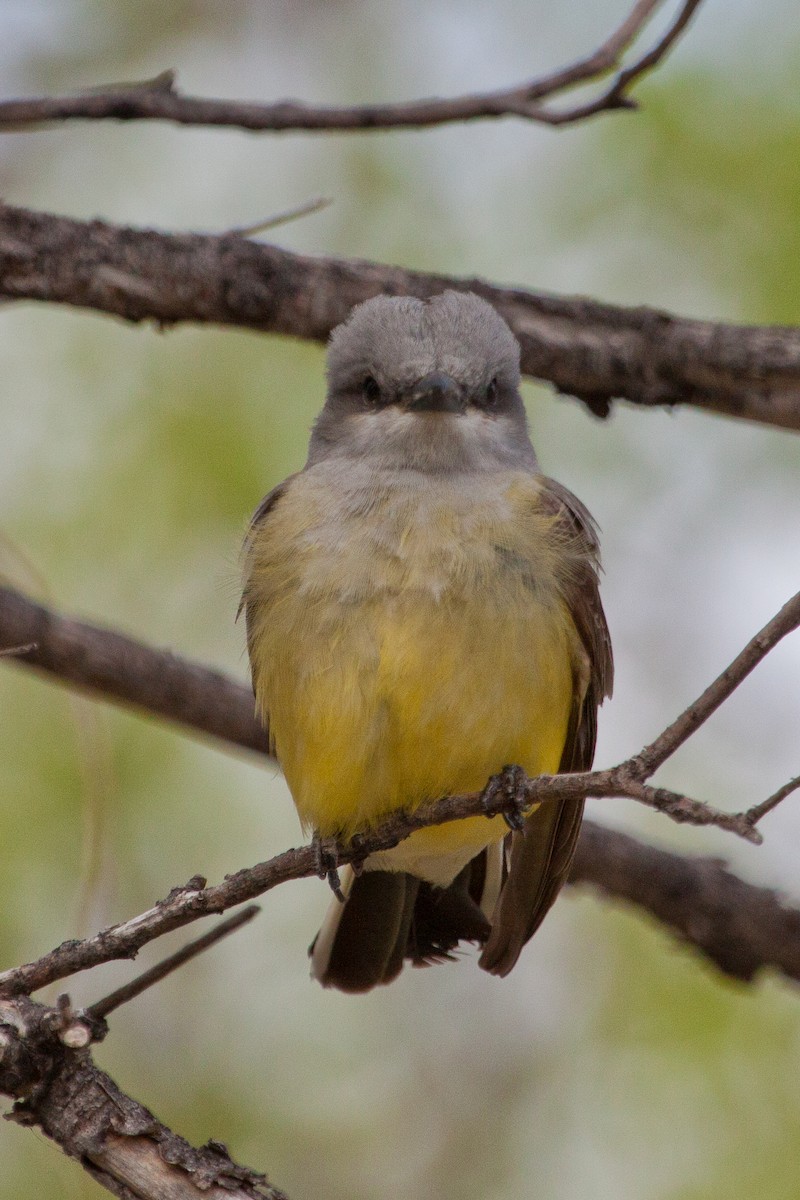 Western Kingbird - ML628445285