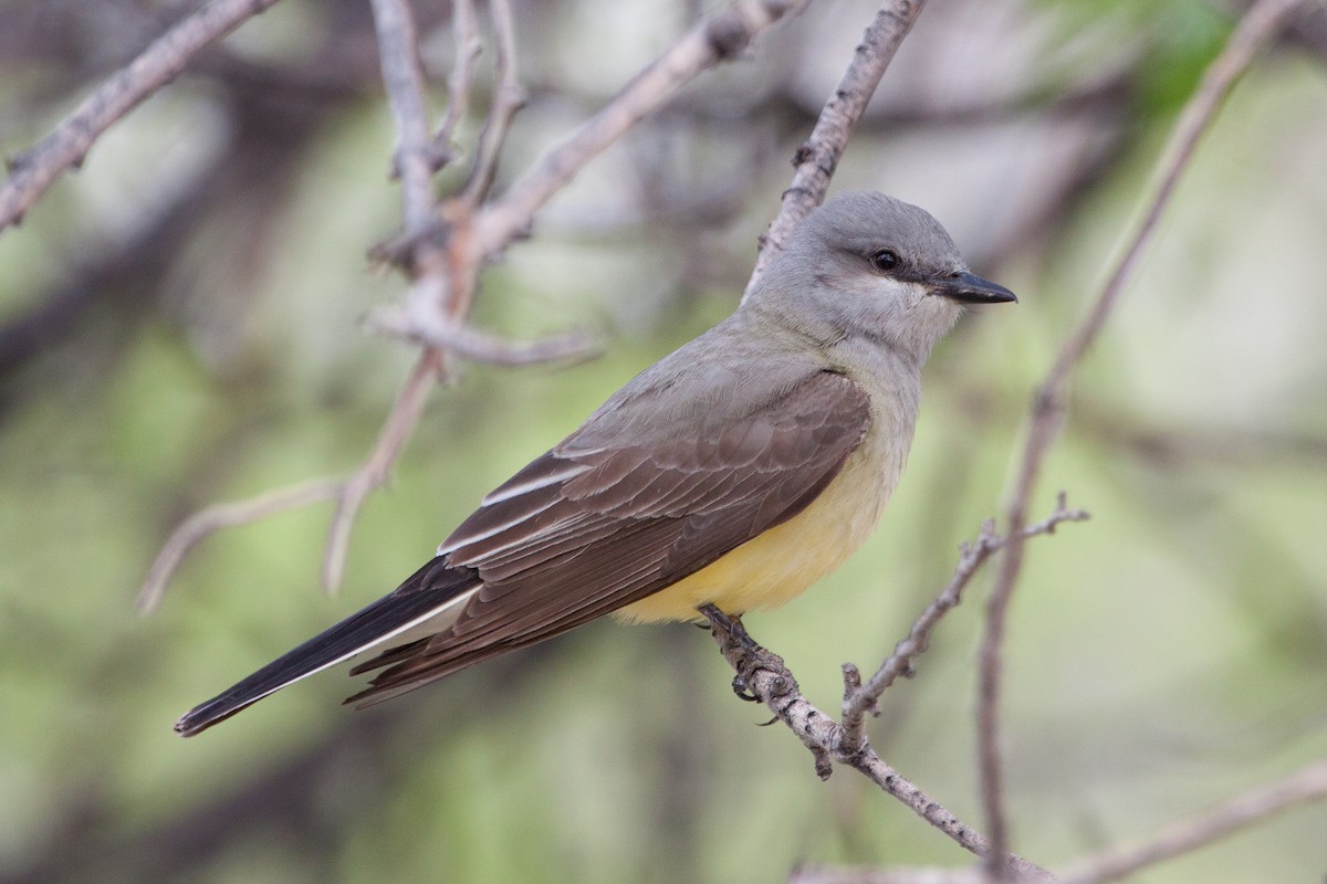 Western Kingbird - ML628445286