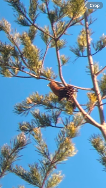 Red Crossbill - ML628445349