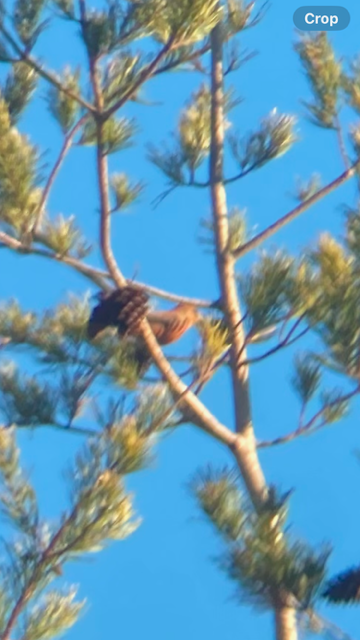 Red Crossbill - ML628445350