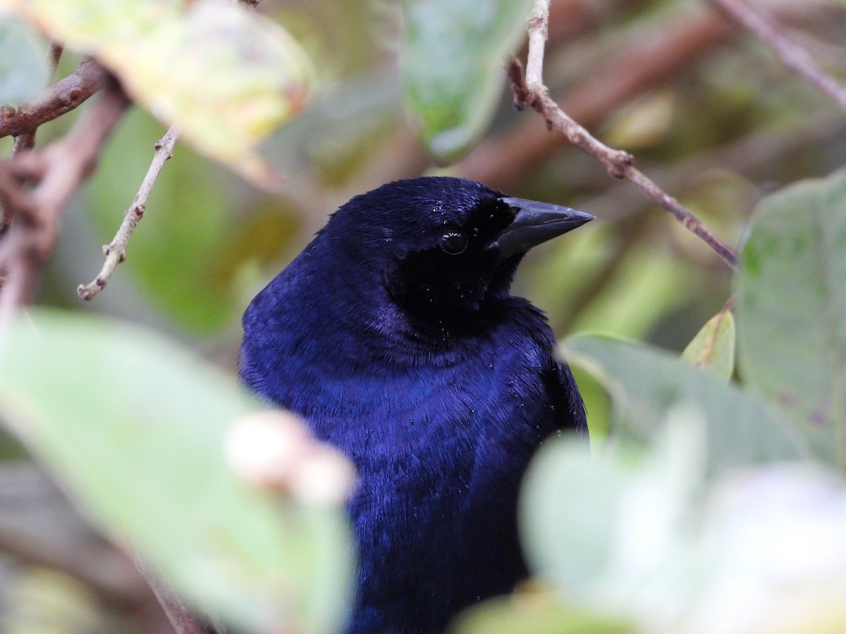 Shiny Cowbird - ML628445490