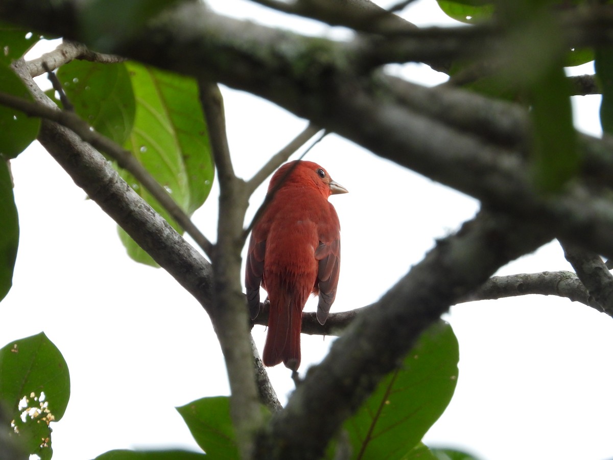 Summer Tanager - ML628445567