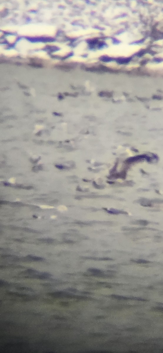 Glaucous Gull - ML628445610