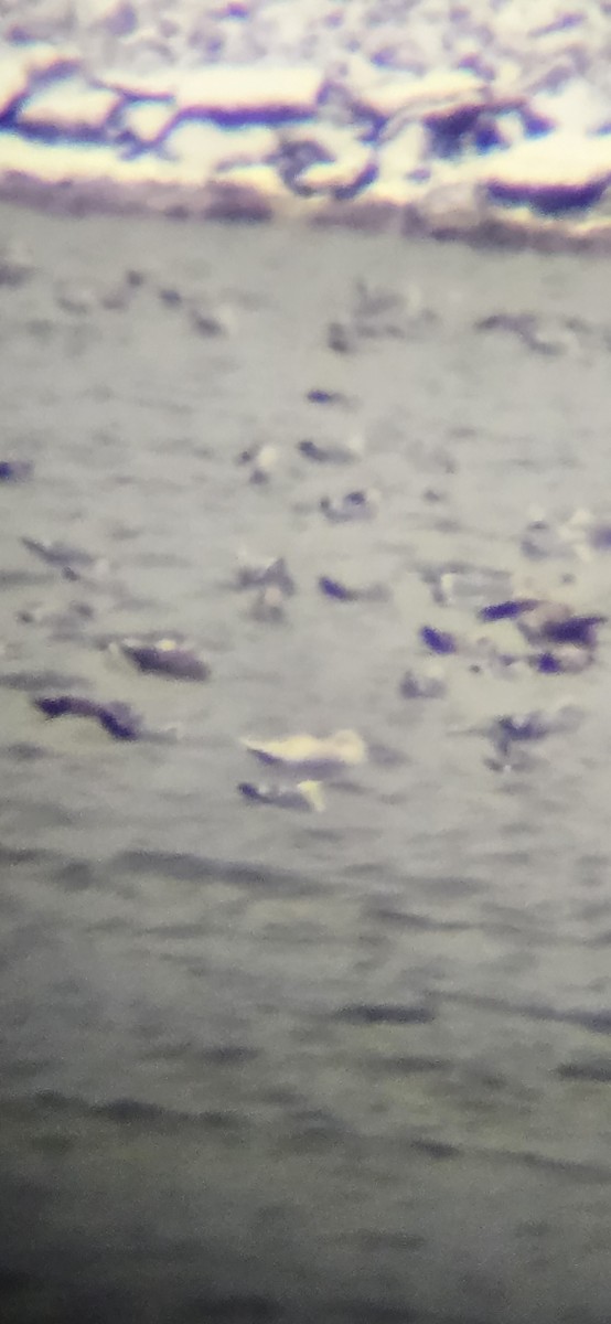 Glaucous Gull - ML628445611