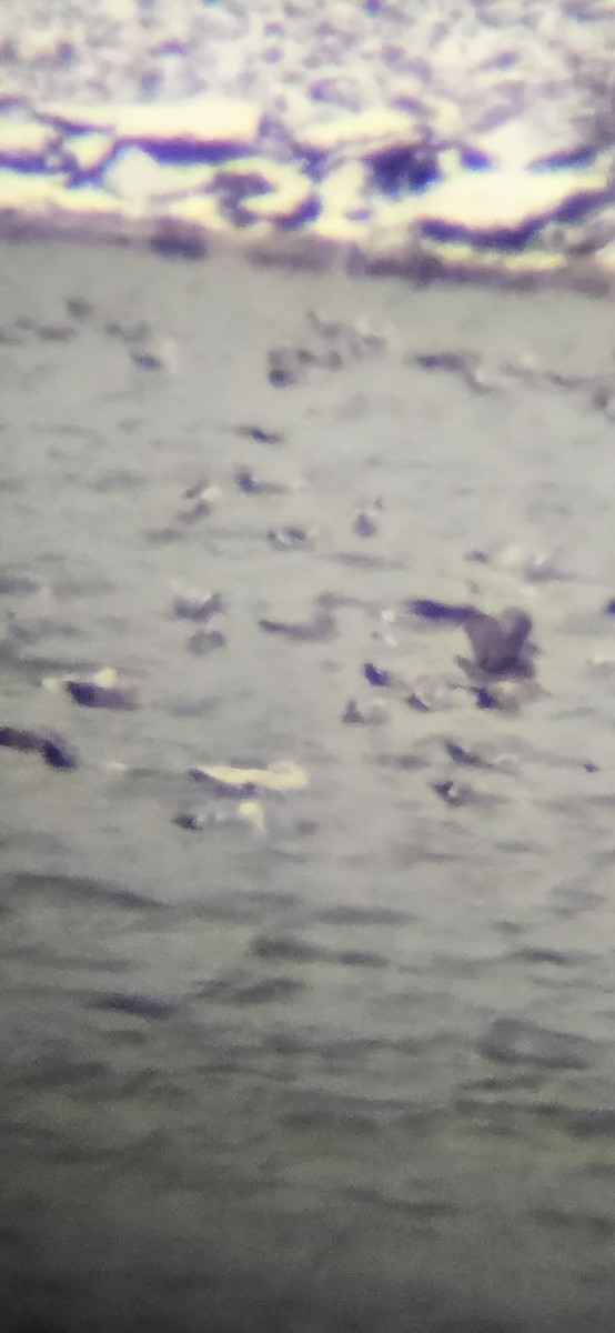 Glaucous Gull - ML628445613