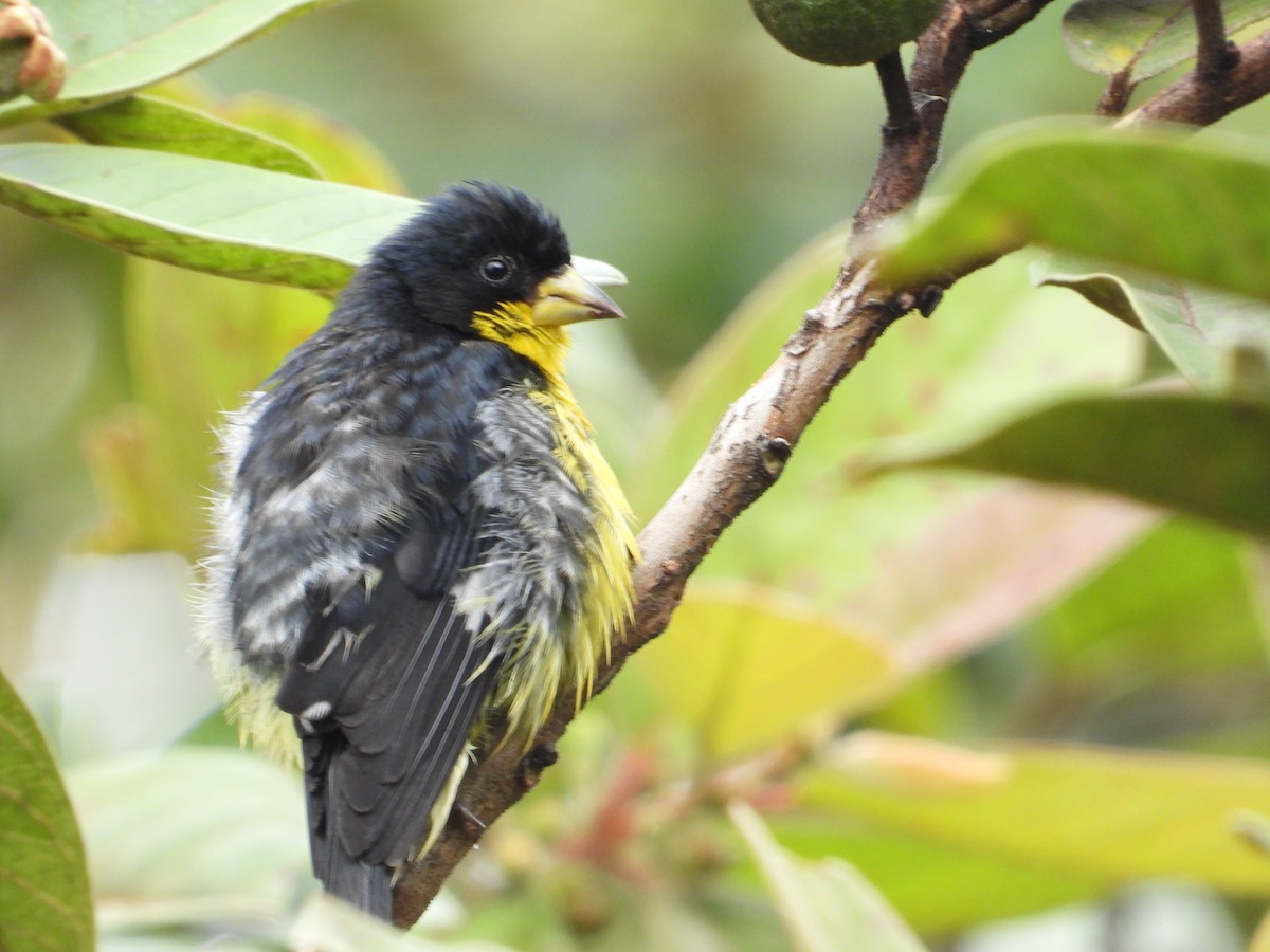 Lesser Goldfinch - ML628445616
