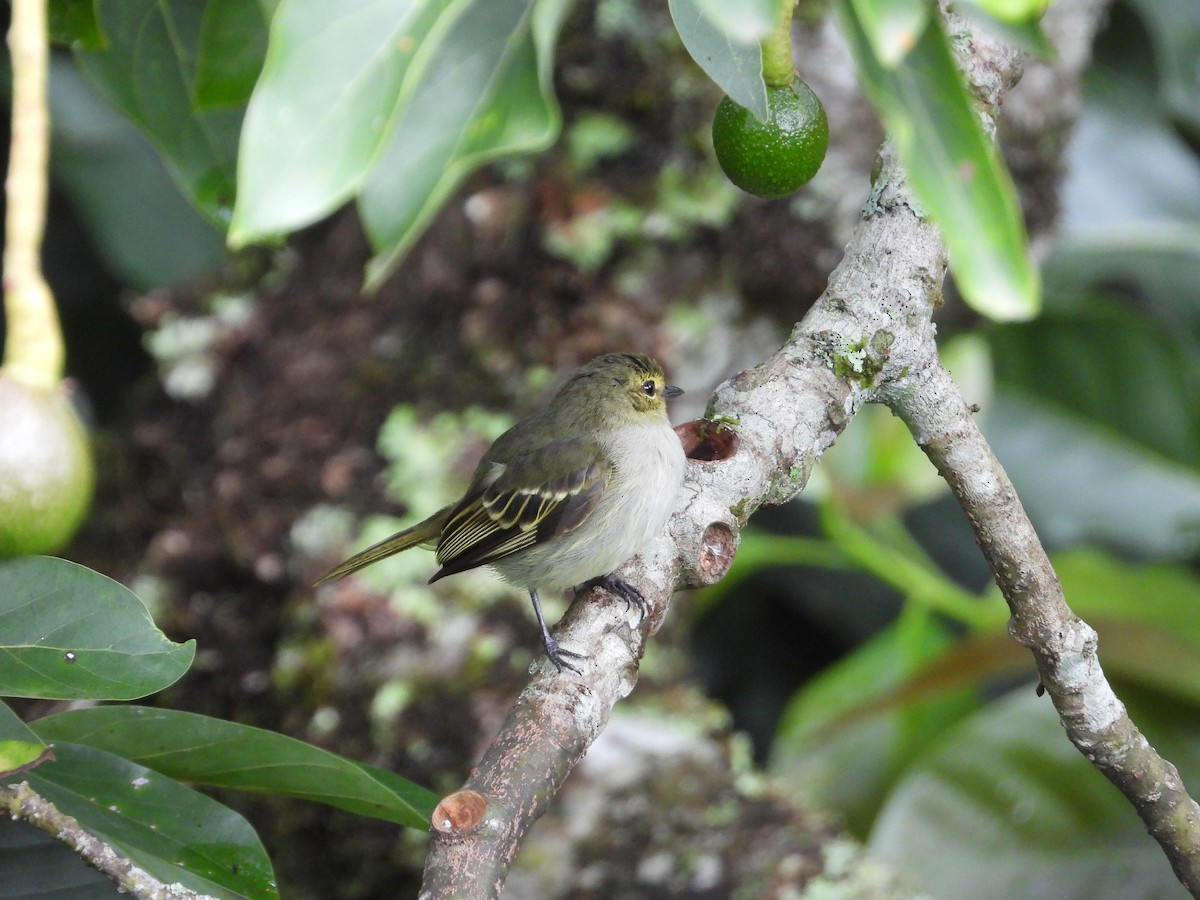 Golden-faced Tyrannulet - ML628445644