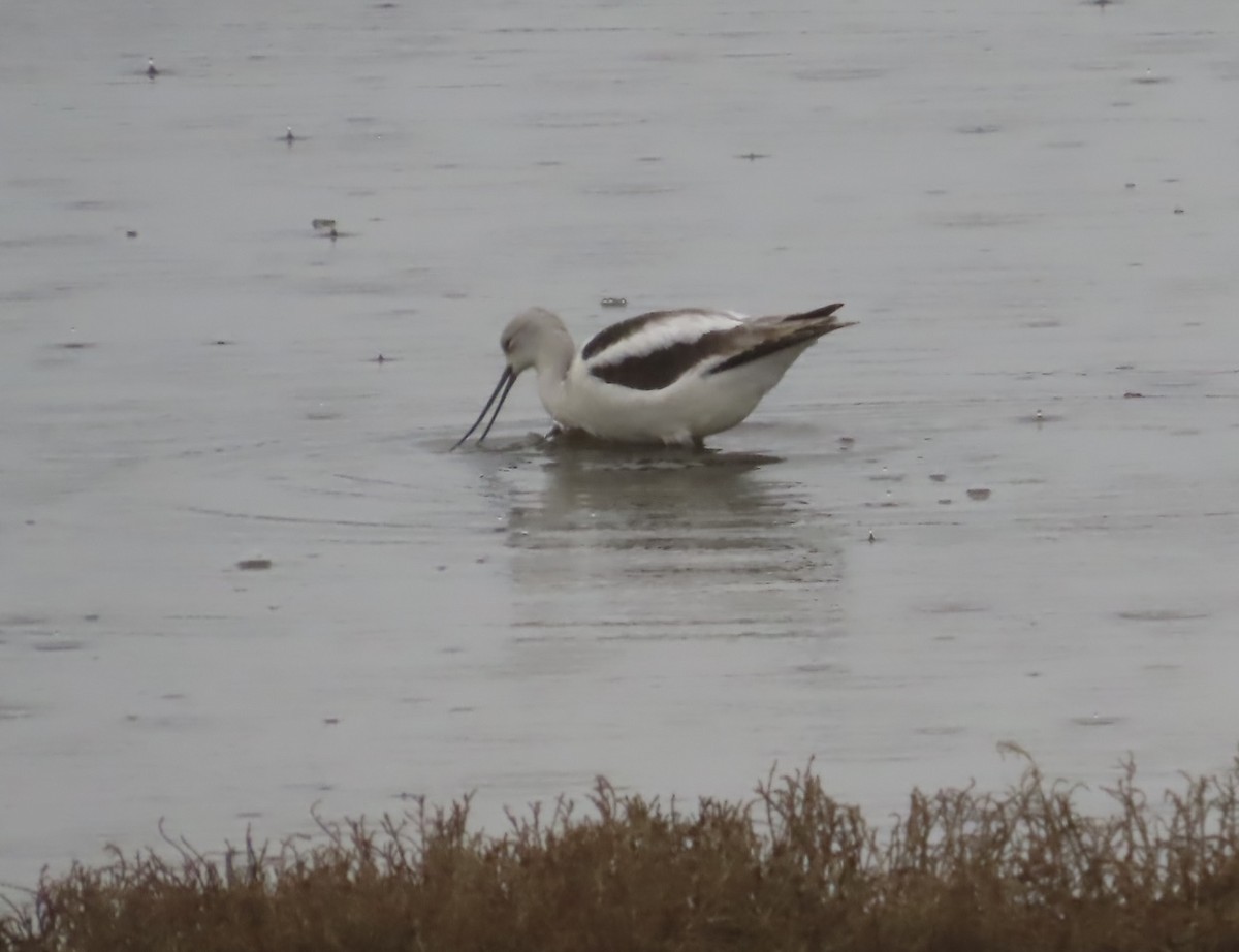 American Avocet - ML628445743