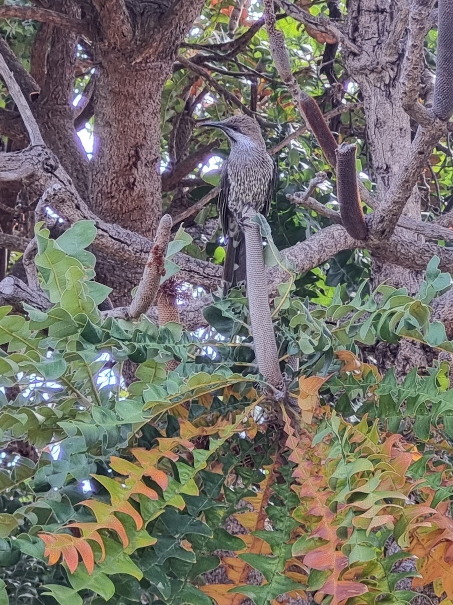 Western Wattlebird - ML628445810