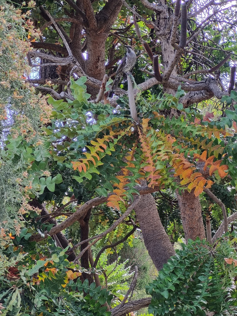 Western Wattlebird - ML628445861