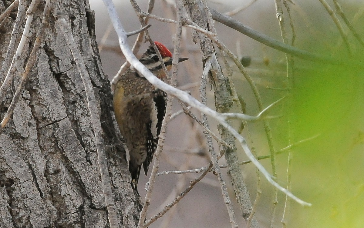 Yellow-bellied Sapsucker - ML628446006