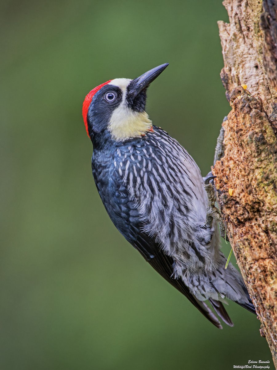 Acorn Woodpecker - ML628446037