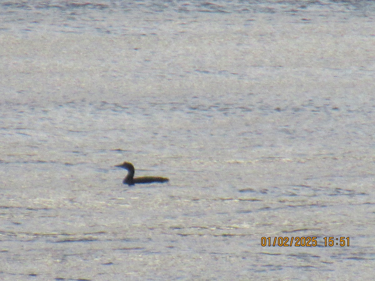 Common Loon - ML628446057