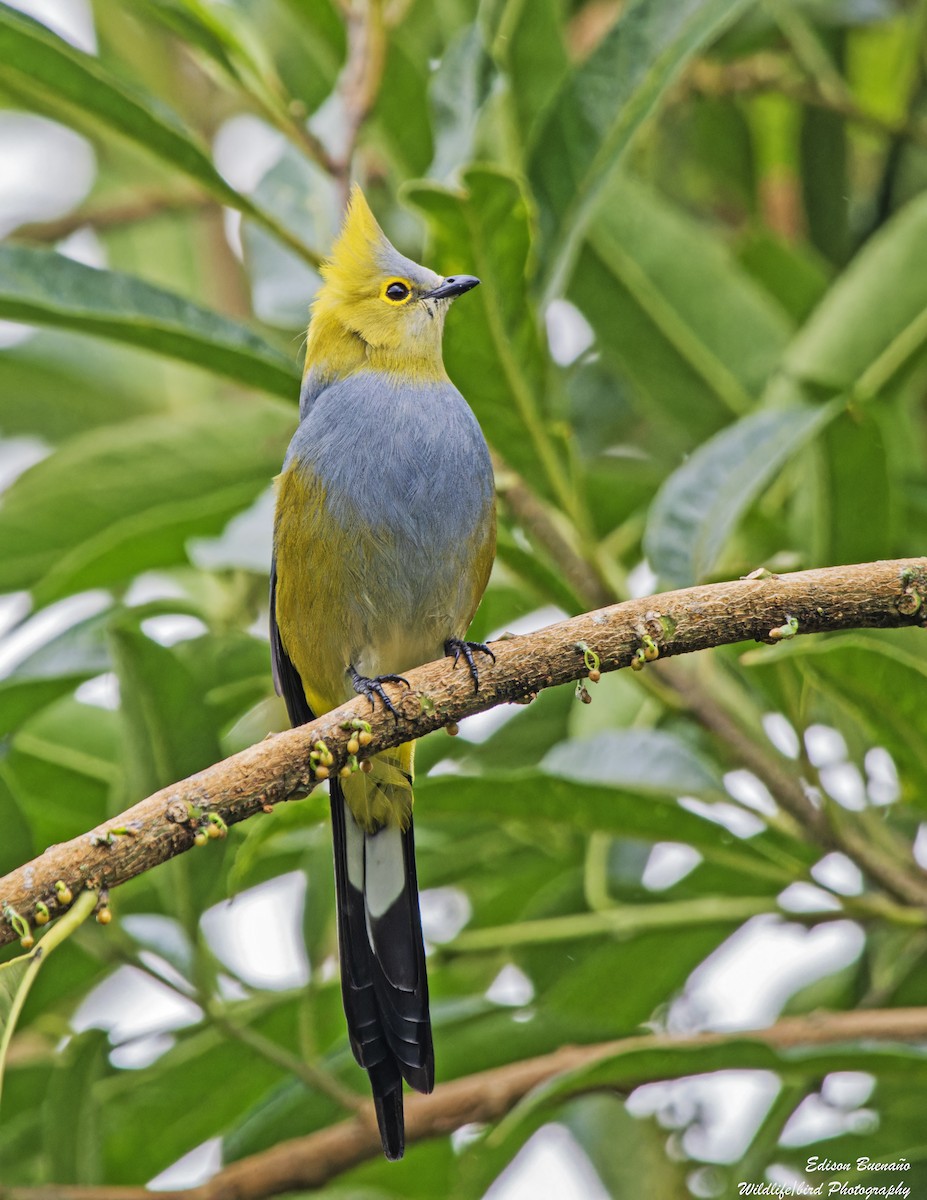 Long-tailed Silky-flycatcher - ML628446069