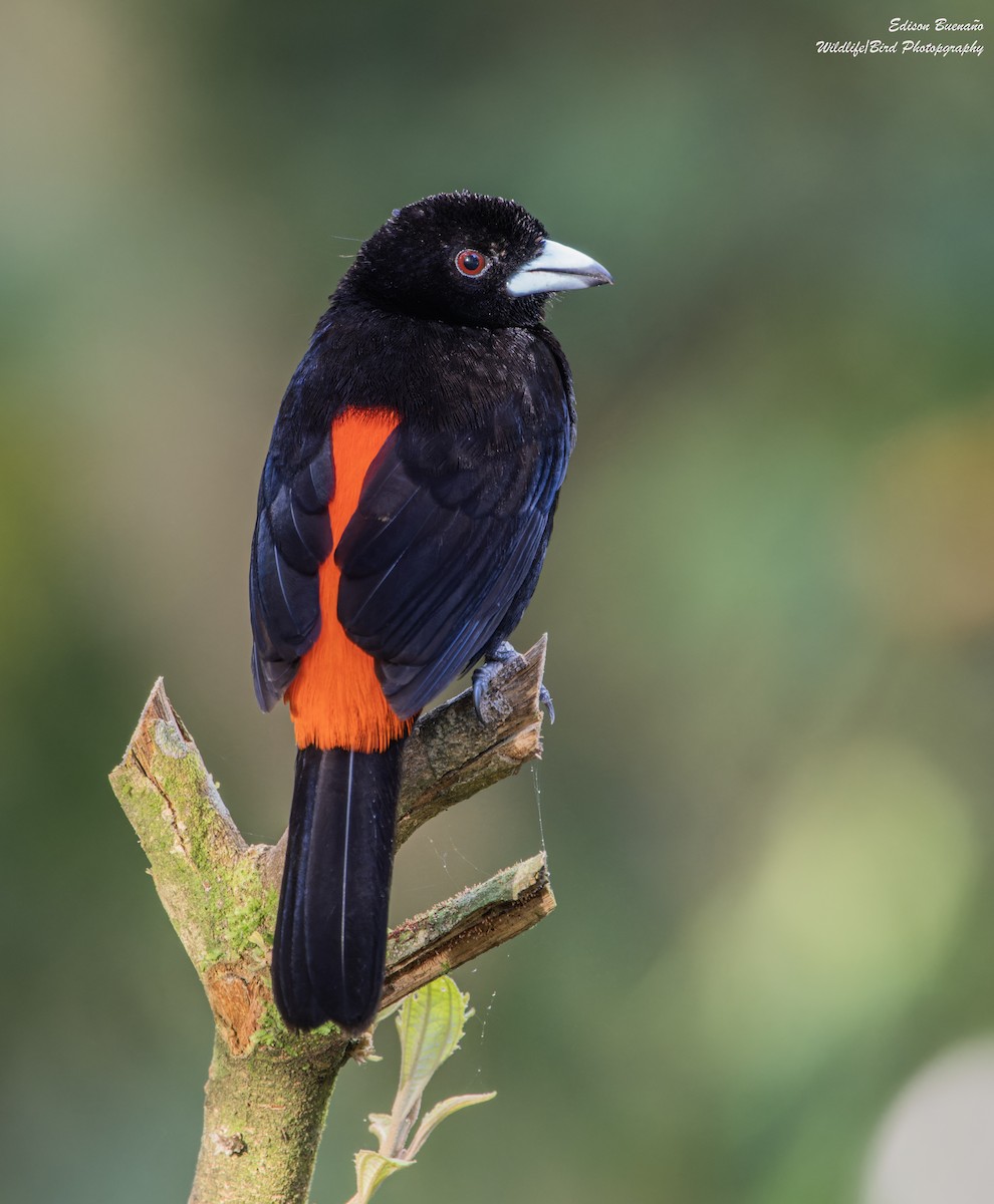 Scarlet-rumped Tanager - ML628446076