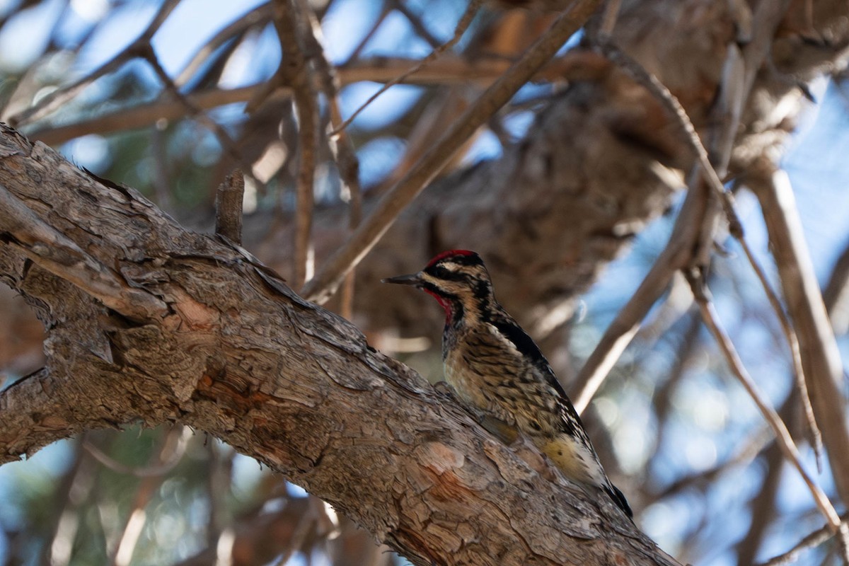 Yellow-bellied Sapsucker - ML628446118