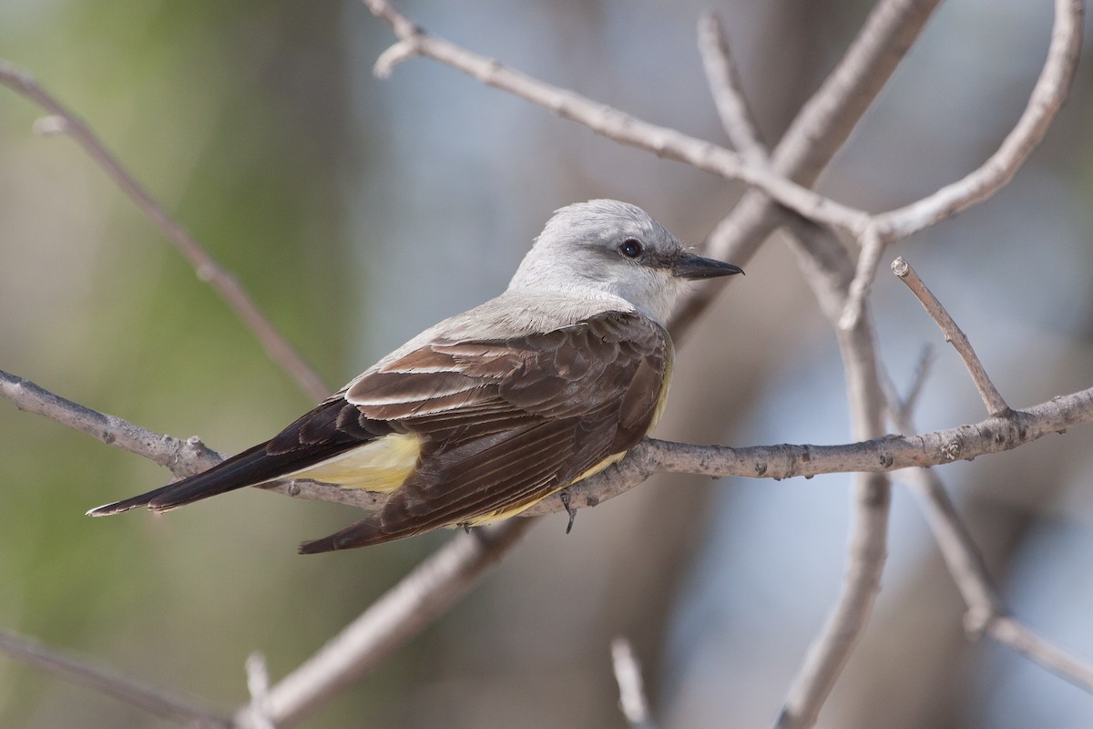 Western Kingbird - ML628446147